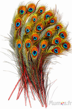 Pfau blau Schwert - 25-35 cm - rot
